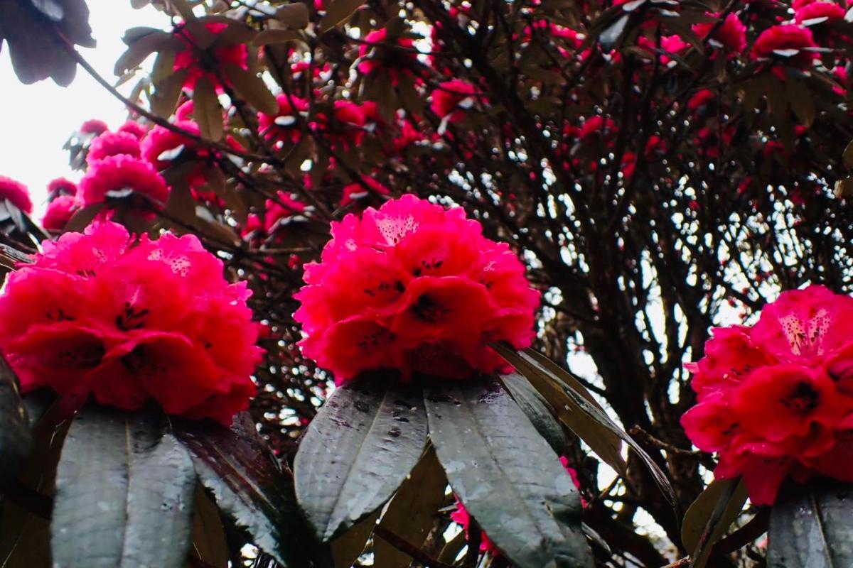 アンナプルナベースキャンプトレッキング７日間